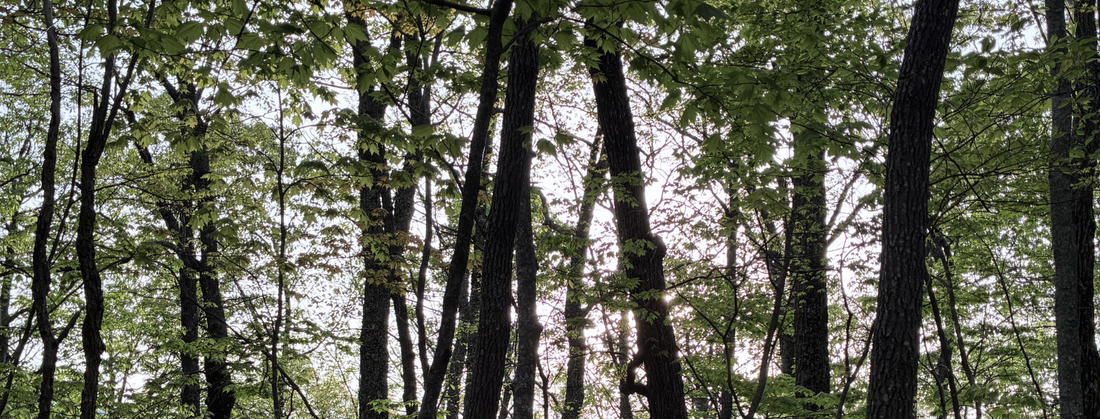 Mills River Ride: Pisgah District