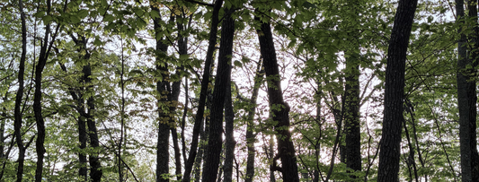 Mills River Ride: Pisgah District