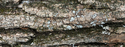 Black Mountain Trail, Pisgah National Forest Ride. March